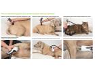 Masterplus® MP100 VET ultra (ветеринарный) - Области применения ударных волн у мелких домашних животных (примеры)